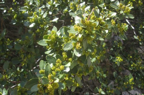 Rhamnus alaternus