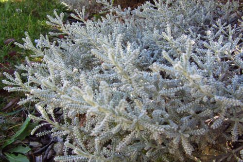 Santolina chamaecyparissus