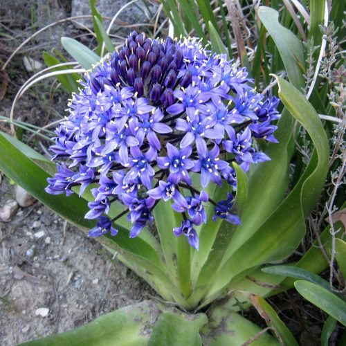 Scilla peruviana