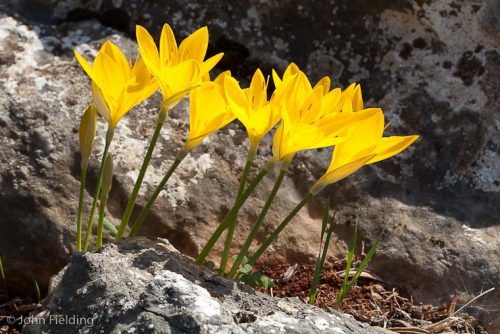 Sternbergia lutea