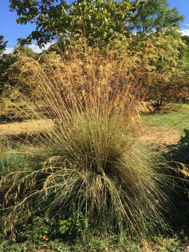 Stipa gigantea