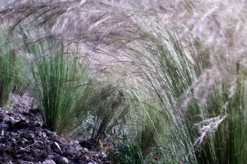 Stipa tenuifolia