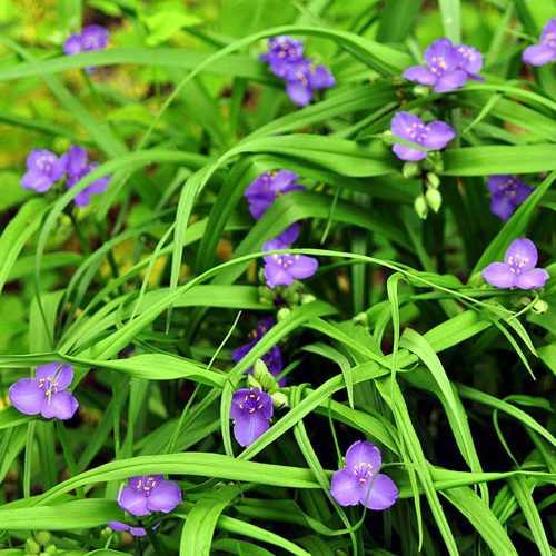 Tradescantia virginiana