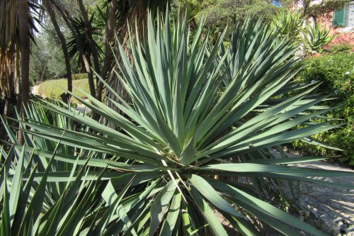 Yucca gloriosa