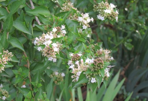 Abelia chinensis 1