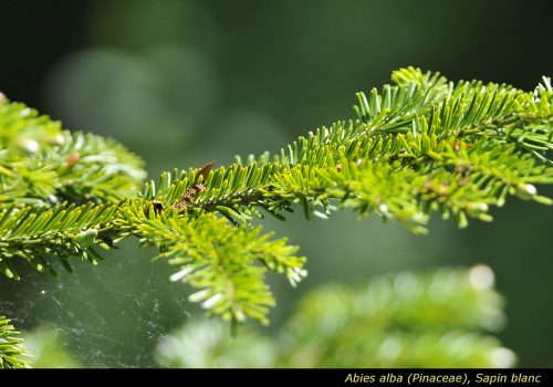 Abies alba