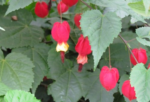 Abutilon megapotamicum