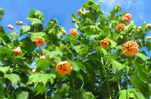 Abutilon pictum