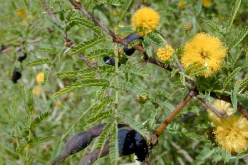 Acacia farnesiana