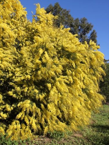 Acacia fimbriata