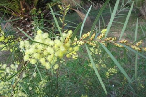 Acacia iteaphylla