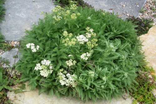 Achillea crithmifolia