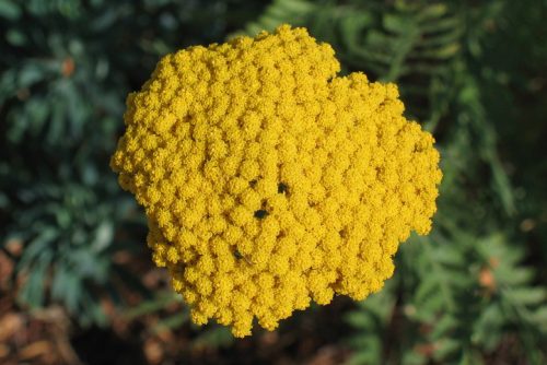 Achillea filipendulina