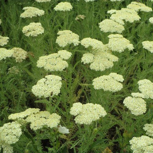 Achillea millefolium