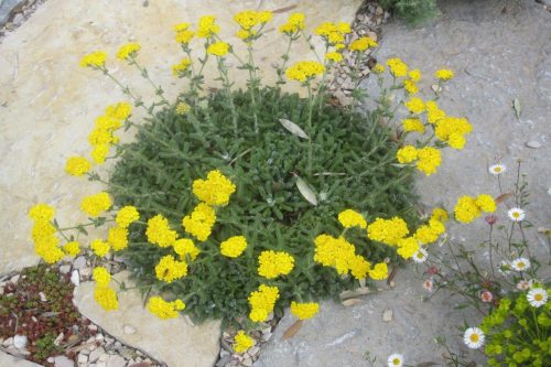 Achillea tomentosa