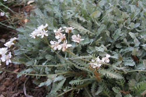 Achillea umbellata