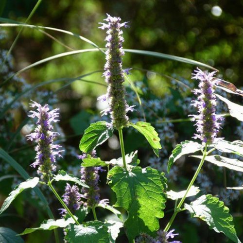 Agastache foeniculum