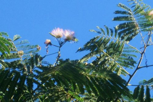 Albizia julibrissin