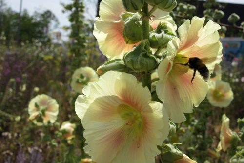 Alcea rosea