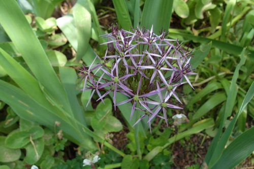 Allium cristophii