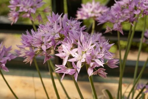 Allium unifolium