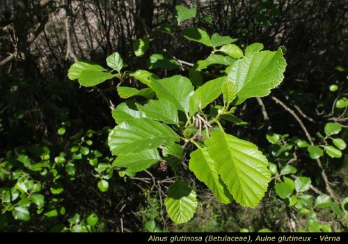 Alnus glutinosa