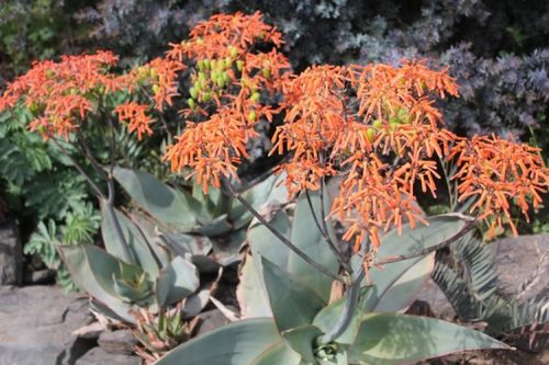 Aloe striata