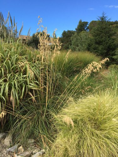 Ampelodesmos mauritanicus