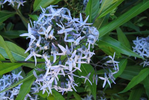 Amsonia tabernaemontana