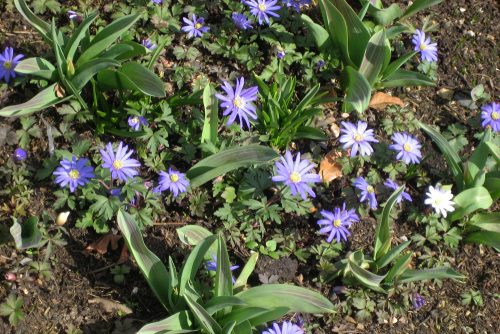 Anemone blanda