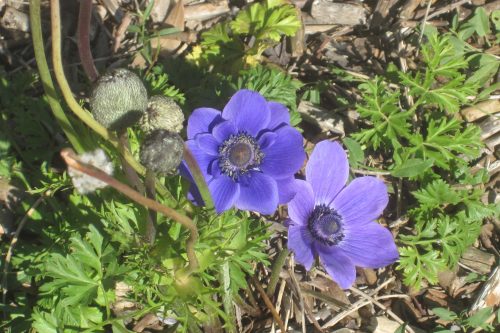 Anemone coronaria