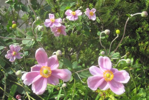Anemone hupehensis var. japonica