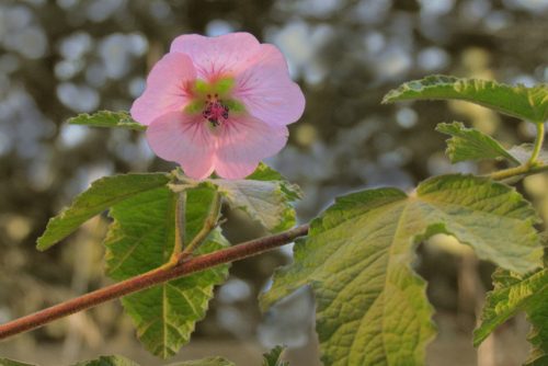 Anisodontea malvastroides