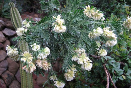 Anthyllis barba jovis