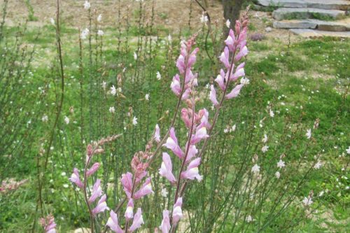 Antirrhinum barrelieri