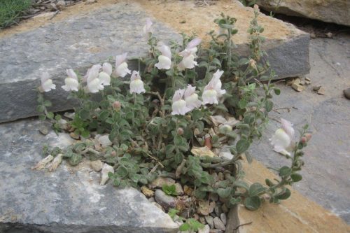 Antirrhinum hispanicum
