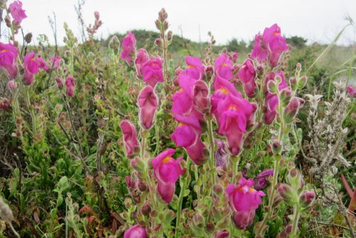 Antirrhinum majus