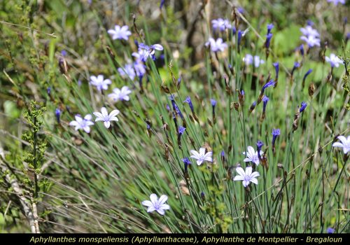 Aphyllantes monspeliensis
