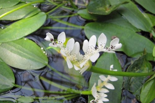 Aponogeton distachyos