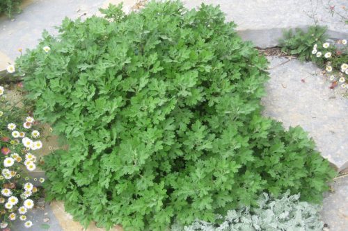 Arctanthemum arcticum