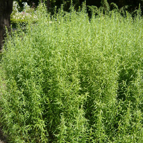 Artemisia dracunculus