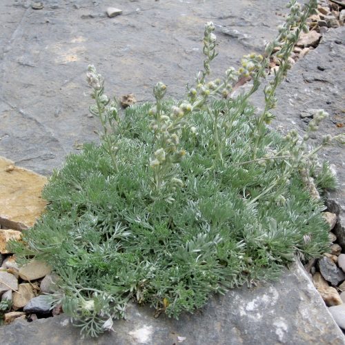 Artemisia lanata