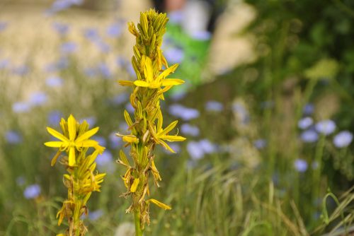 Asphodeline lutea