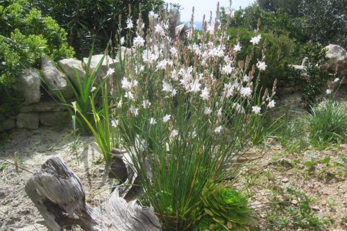 Asphodelus fistulosus