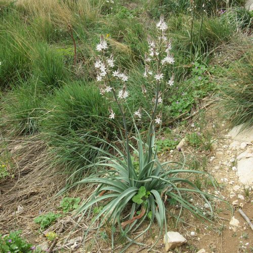 Asphodelus ramosus subsp. ramosus