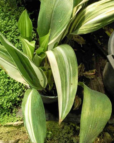 Aspidistra eliator Variegata