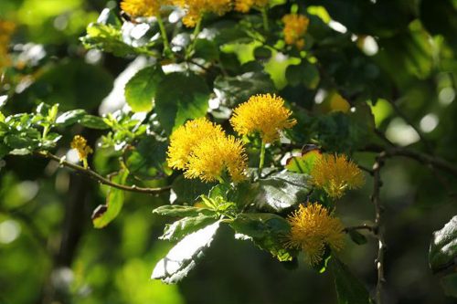 Azara serrata