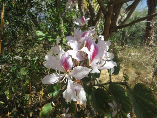 Bauhinia variegata