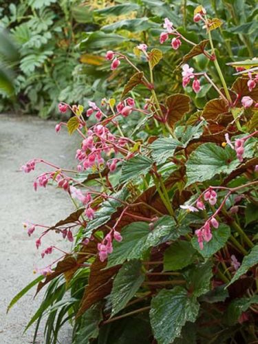 Begonia grandis