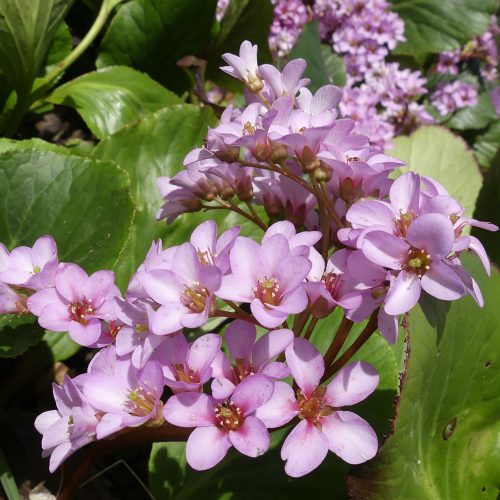 Bergenia crassifolia